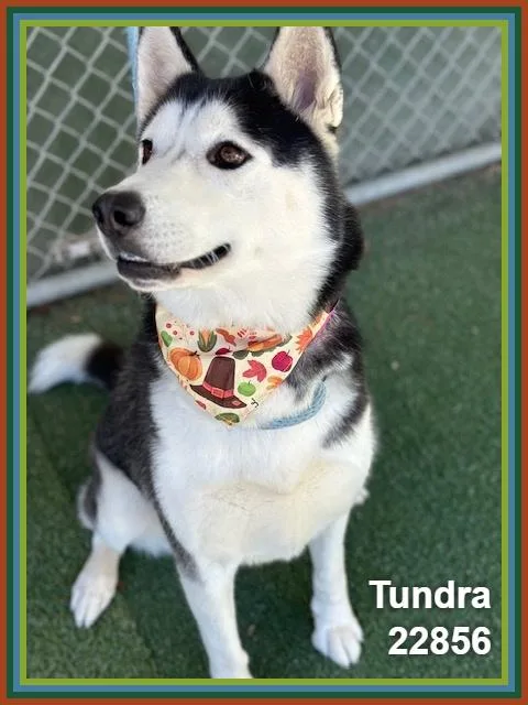 Tundra thumbnail 5