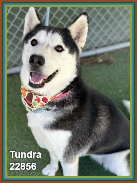 Tundra thumbnail 6