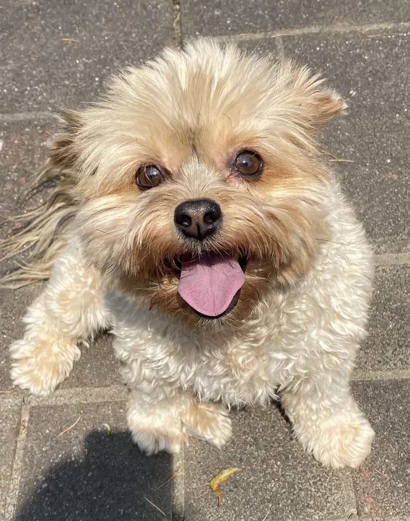 Galeanda thumbnail 2