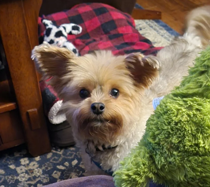 Galeanda thumbnail 5