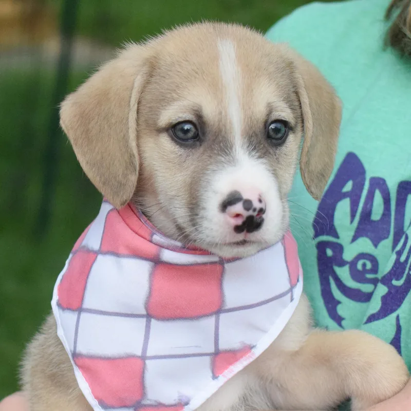 A baby medium-sized male Beagle dog named Stevenavail for adoption in West Grove, PA