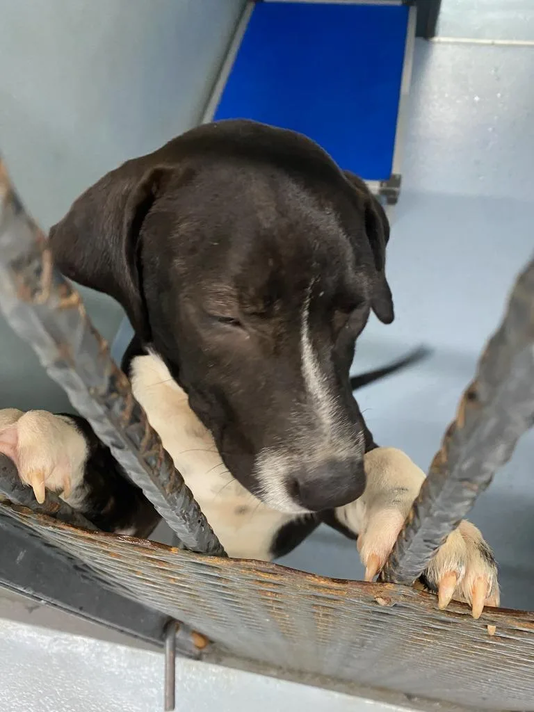 A young large-sized male Mixed Breed dog named Milo for adoption in Cartersville , GA
