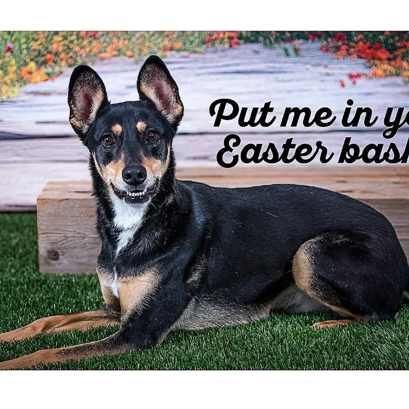An adult medium-sized male Black Shepherd dog named Caramel Brulee Latte A for adoption in Allen, TX