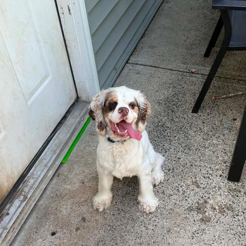 A baby small-sized male White / Cream Cocker Spaniel dog named Leo for adoption in New York, NY