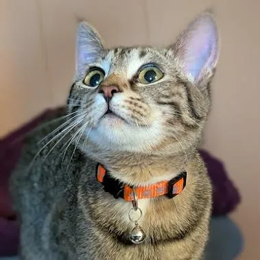 A young small-sized male Buff / Tan / Fawn Domestic Short Hair cat named Mandrake for adoption in Johnstown, PA