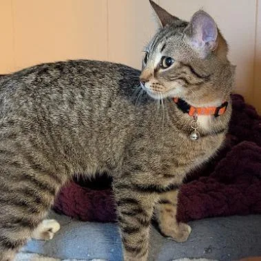 Mandrake thumbnail 2