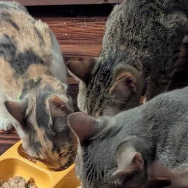 Mandrake thumbnail 3