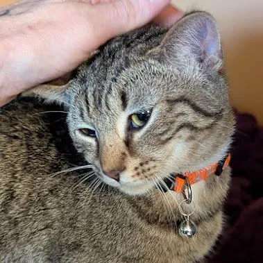 Mandrake thumbnail 4