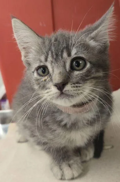 Lily thumbnail 3