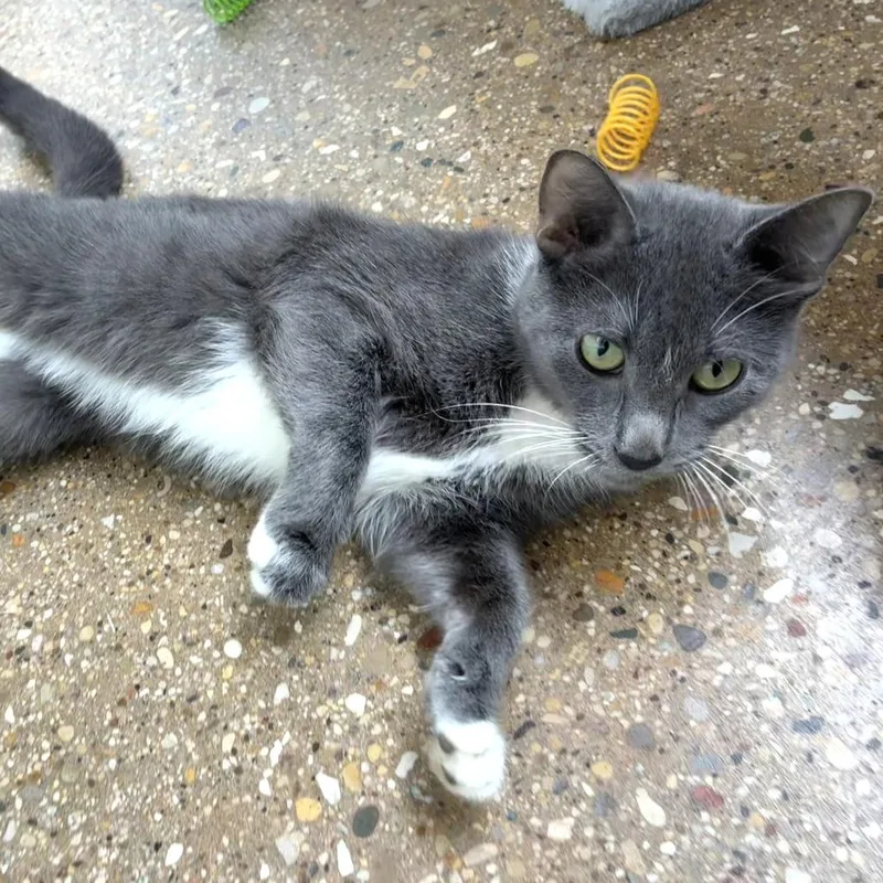 A young medium-sized female Gray / Blue / Silver Domestic Short Hair cat named Kayla for adoption in Skokie, IL
