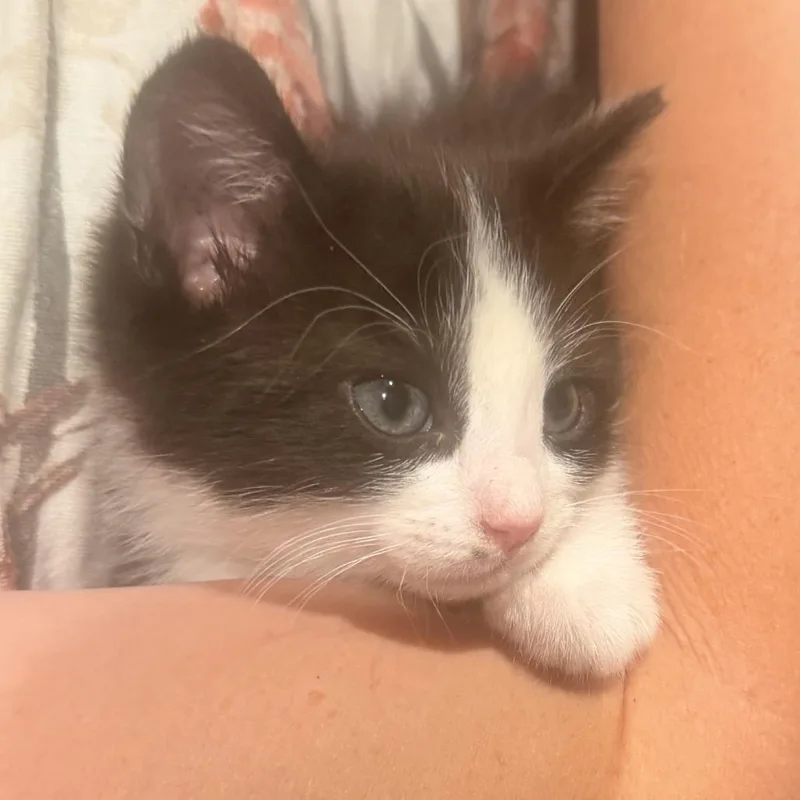 A baby small-sized male Black Domestic Short Hair cat named Coyote for adoption in Grantsville, UT