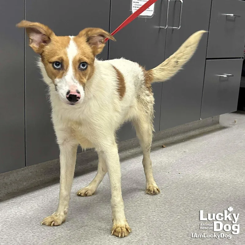 A young small-sized female Jack Russell Terrier dog named Twiggy for adoption in Washington, DC