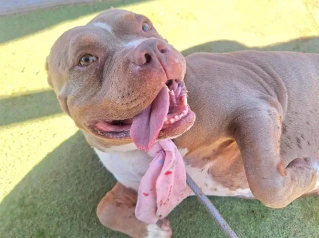 An adult large-sized female Pit Bull Terrier dog named Honey Bun for adoption in Phoenix, AZ