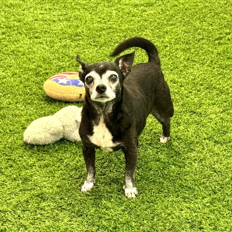 A senior small-sized male Black Chihuahua dog named Jasper for adoption in Huntsville, AL