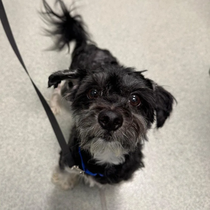 An adult medium-sized male Mixed Breed dog named Virgo for adoption in New Castle, DE