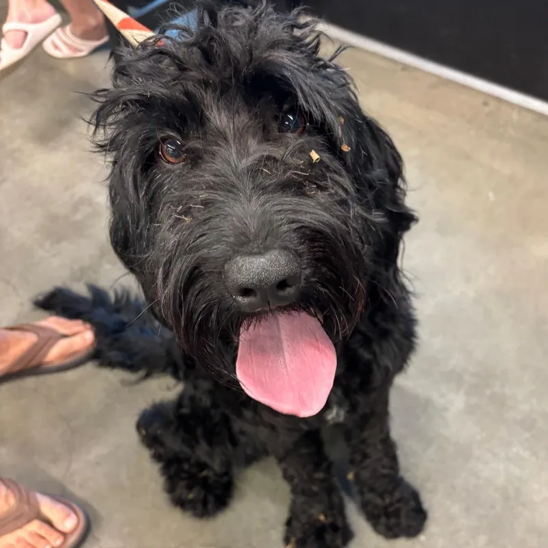 An adult large-sized male Black Labrador Retriever dog named Louis for adoption in Tampa, FL