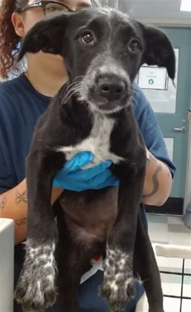 A baby small-sized female Australian Cattle Dog / Blue Heeler dog named Willow for adoption in Oklahoma City, OK