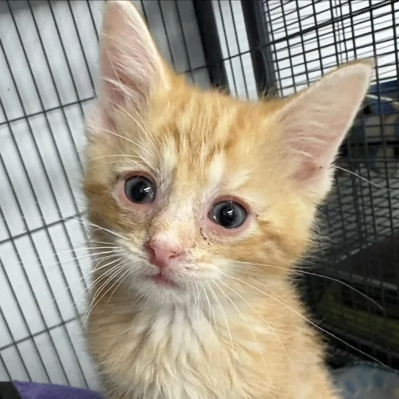 A baby small-sized male Orange / Red Domestic Short Hair cat named Yarrow for adoption in Fort Smith, AR