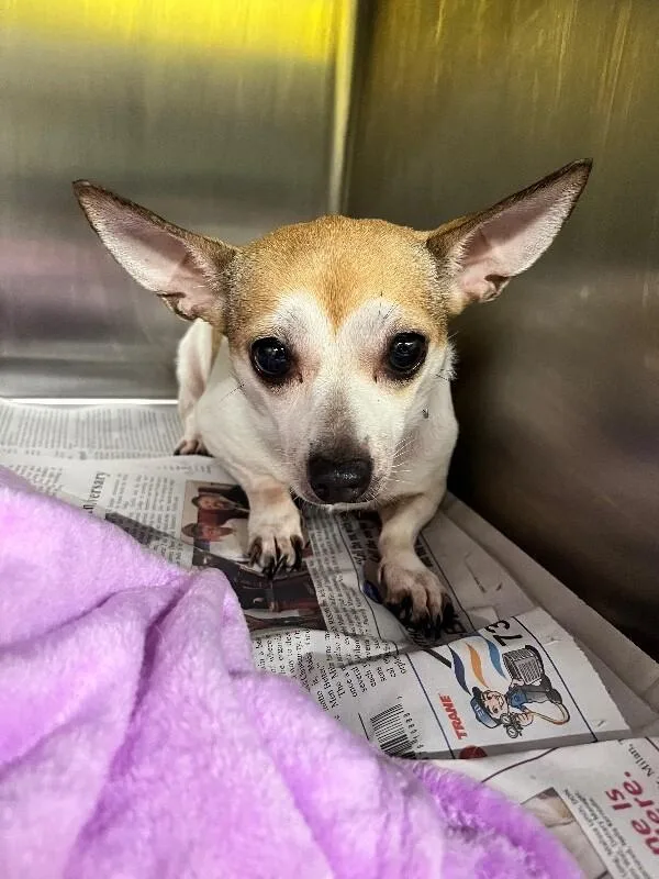 An adult small-sized female White / Cream Chihuahua dog named Muffie for adoption in Jackson, TN