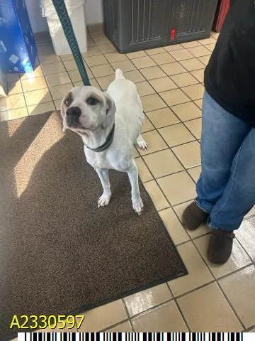 An adult large-sized male Mixed Breed dog named Coconut for adoption in West Palm Beach, FL