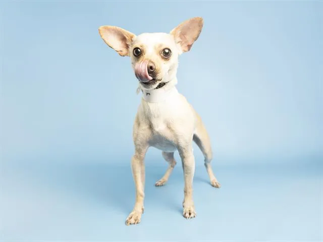 An adult small-sized male Chihuahua dog named Banjo for adoption in Phoenix, AZ