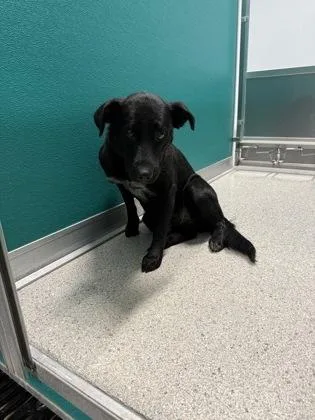 A baby medium-sized female Labrador Retriever dog named Rain for adoption in Pequot Lakes, MN