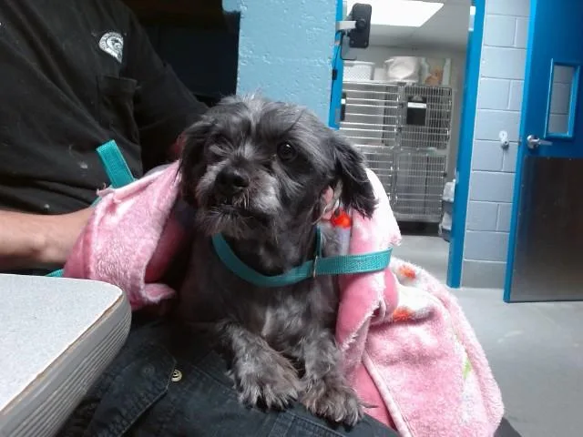 A young medium-sized female Schnauzer dog named Medusa for adoption in Albuquerque, NM