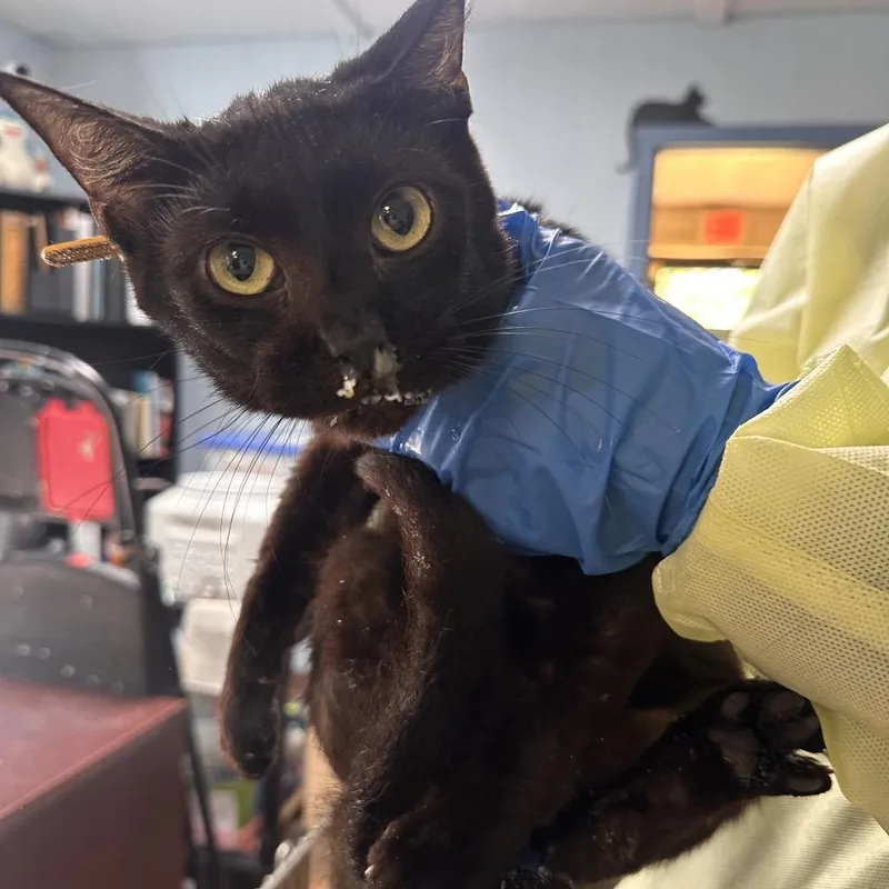 A young medium-sized male Black Bombay cat named Binx for adoption in Clarksville, AR