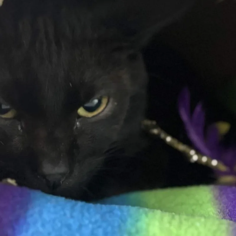 Binx thumbnail 2