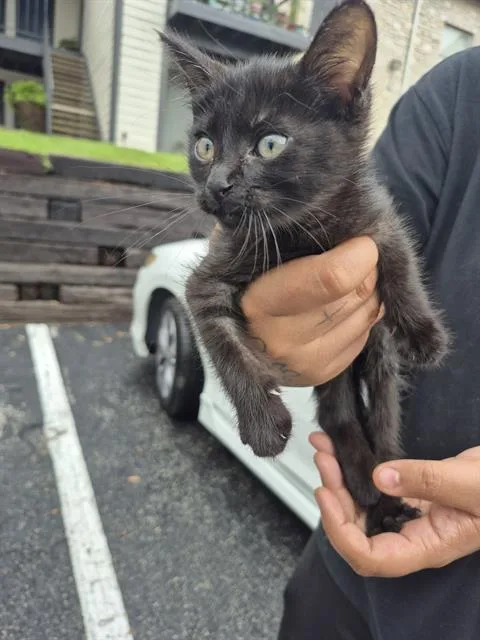 A baby small-sized female Domestic Medium Hair cat named Salem for adoption in San Antonio, TX