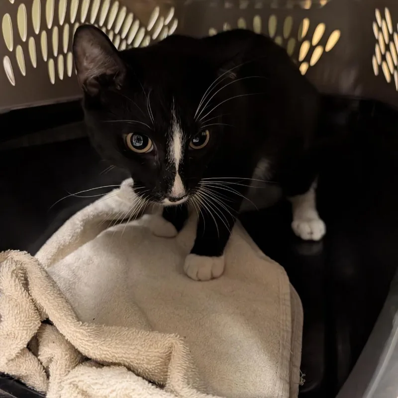 A young medium-sized male Black Domestic Short Hair cat named Squeakers for adoption in Baltimore, MD
