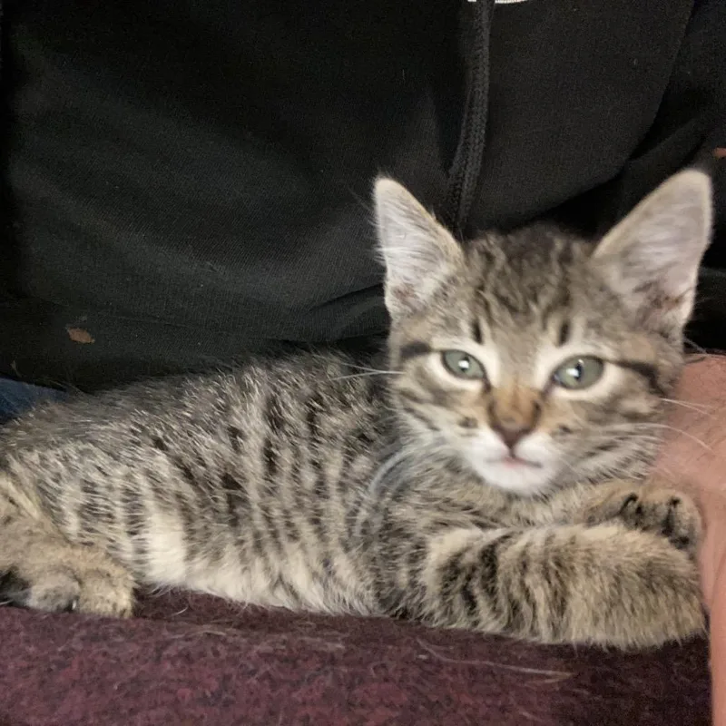 A baby small-sized male Black Domestic Short Hair cat named Peach for adoption in Yucca Valley, CA