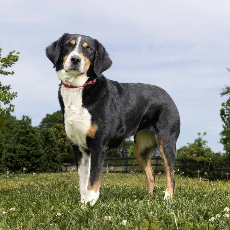 An adult medium-sized female Black Australian Shepherd dog named Lexi for adoption in Franklin, TN