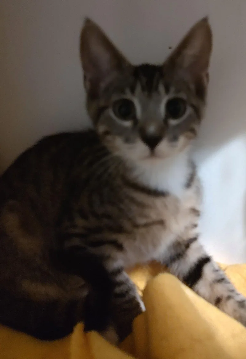 A young medium-sized female Domestic Short Hair cat named Gneiss for adoption in Phoenix, AZ