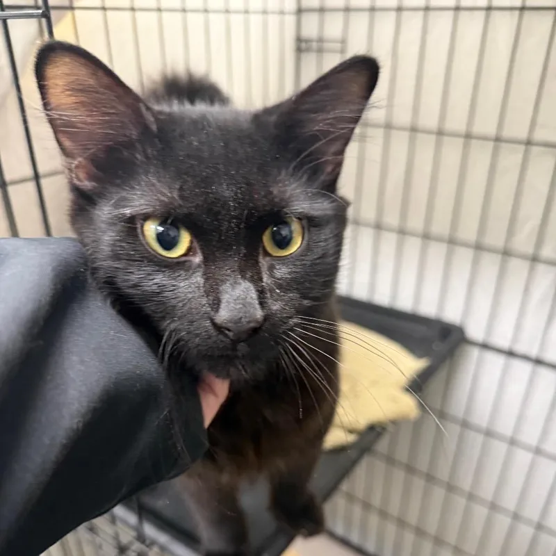 An adult small-sized male Black Domestic Short Hair cat named Fang for adoption in Normal, IL
