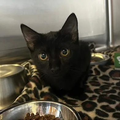 A baby small-sized female Domestic Short Hair cat named Dr Pepper for adoption in Knoxville, TN