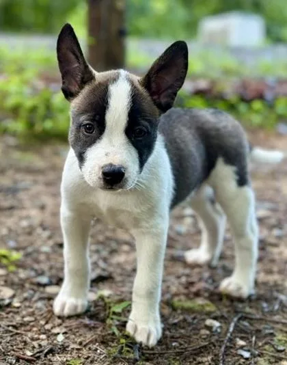 A baby medium-sized male Terrier dog named Toto for adoption in Malvern, PA