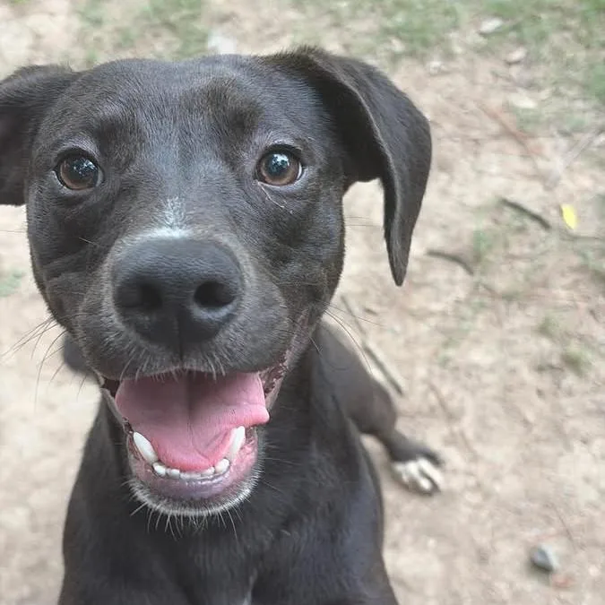 A young small-sized male Black Mixed Breed dog named Kobe for adoption in Auburn, NH