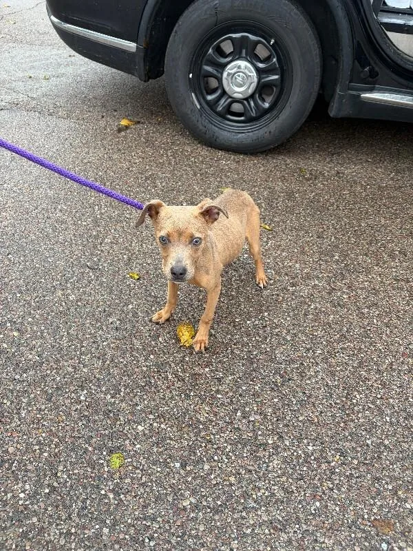 An adult small-sized female Mixed Breed dog named Sandy for adoption in Cincinnati, OH