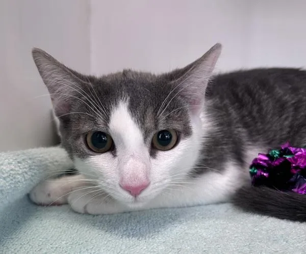 A young medium-sized female Domestic Short Hair cat named Mei Mei for adoption in Staten Island, NY