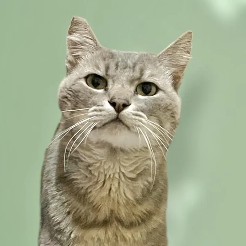 An adult small-sized male Gray / Blue / Silver Domestic Short Hair cat named Cheeks for adoption in Pacific Palisades, CA