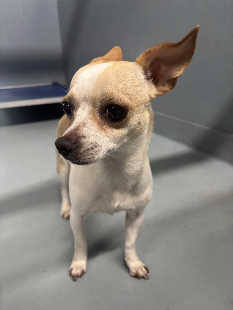 A young medium-sized female Chihuahua dog named Sassy for adoption in Cartersville , GA