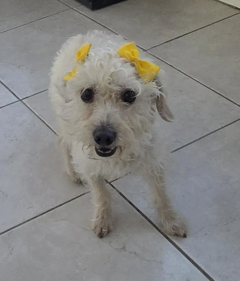 A young small-sized female Maltipoo dog named Tita for adoption in Fallbrook, CA