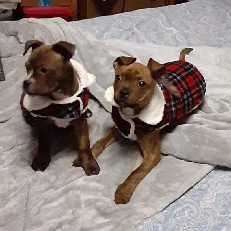 Karma aka Theodoshia thumbnail 6