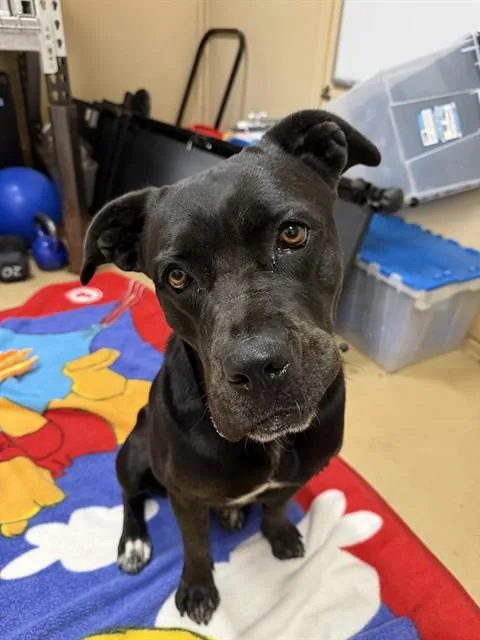 A young large-sized female Cane Corso dog named Penelope for adoption in Chula Vista, CA