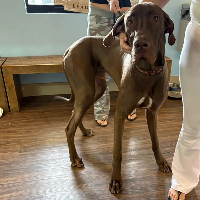 A young extra large-sized male Gray / Blue / Silver Great Dane dog named Jax for adoption in LOXAHATCHEE, FL