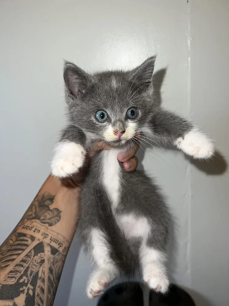 A baby small-sized male Domestic Long Hair cat named Jr for adoption in Salisbury, NC