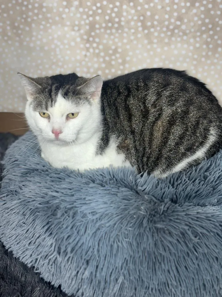 An adult medium-sized male Domestic Short Hair cat named Gus for adoption in Wintersville, OH