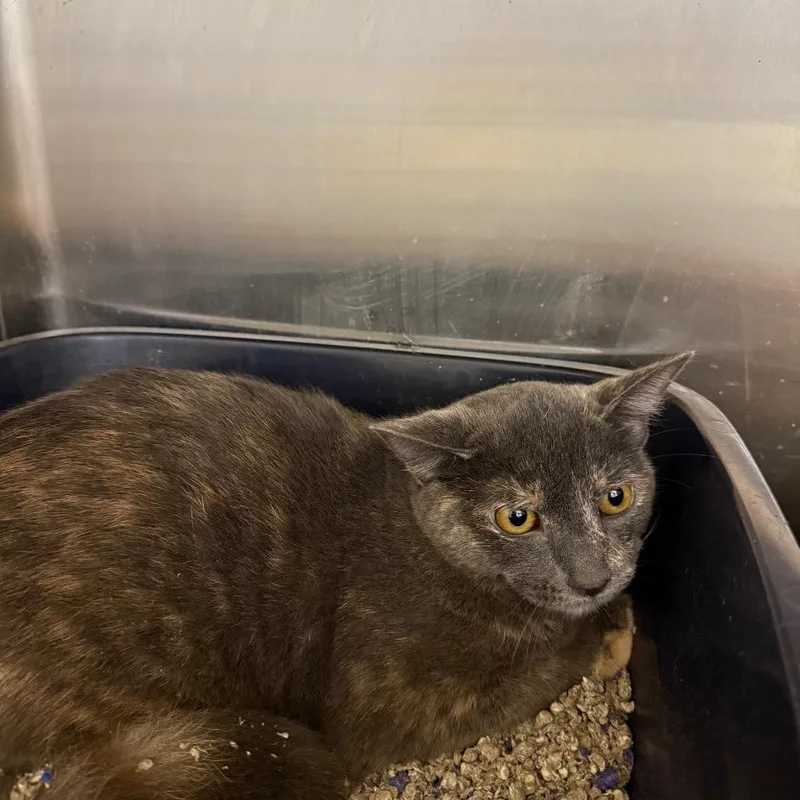 A young small-sized female Tortoiseshell Domestic Short Hair cat named Erika for adoption in Hagerstown, MD