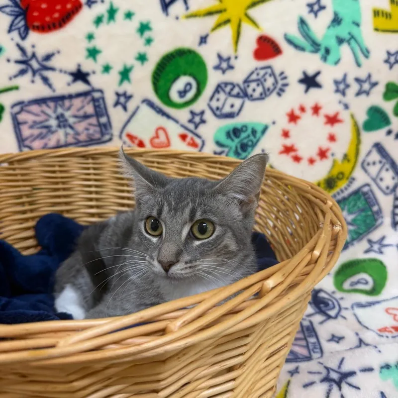 A baby small-sized female Gray / Blue / Silver Domestic Short Hair cat named Markie for adoption in Deerfield, IL